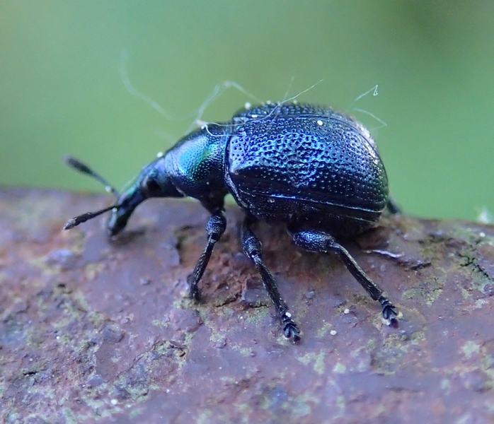 Byctiscus betulae, femmina